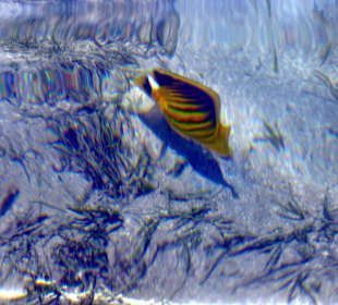 Schnorcheln El Quseir