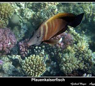 1-2 Fly Club Makadi / Makadi Bay / Ägypten