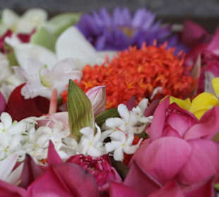 Blumenpracht im Tempel