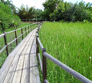 Pfad durch die Wasserwelt des Gartens