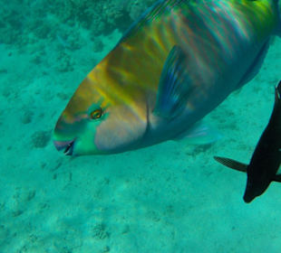 Schnorcheln Makadi Bay