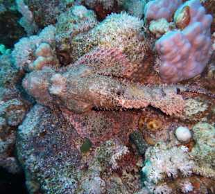 Unterwasserimpressionen