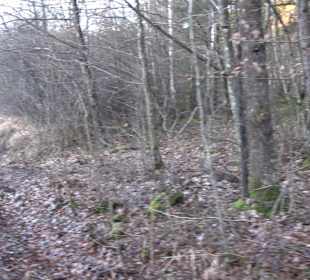 Ochsenweiher Rundweg