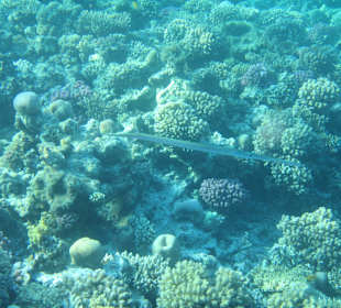 Hausriff Arabia Azur Resort