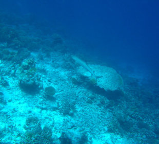 Am Riff des Hotel Madoogali