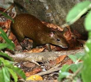 Ratten so groß wie Yorhshire Terrier