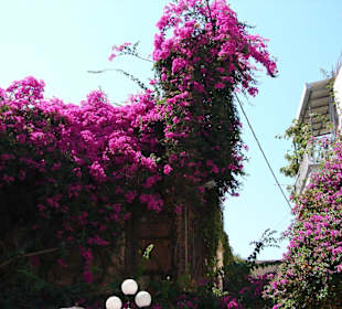 Herrliche Blütenpracht