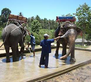 Elephantenwaschanlage