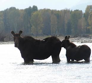 Begegnung bei einer Bootsfahrt auf dem Snake River