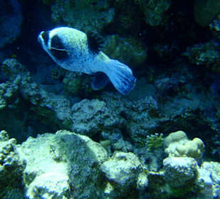 Šnorchlování na domovském útesu