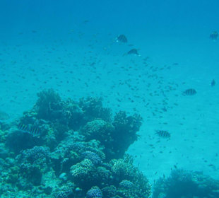 Am Gordon Reef