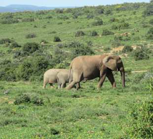 Elefanten im Addo Park