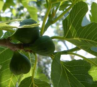 Im Parc natural de s’Albufera de Mallorca