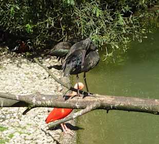 Brauner & Roter Sichler beim putzen