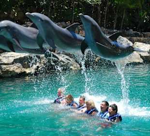 Delphinus in Xcaret
