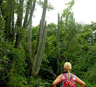 Giganten sind die Kakteenbäumen