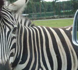 Serengeti Park Hodenhagen