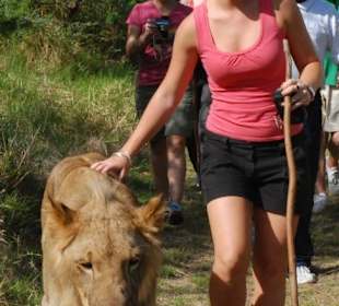 Casela Park Mauritius - Walk with Lions