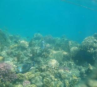 Tolle Unterwasserwelt