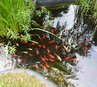 Museum und Park von Jan Kochanowski