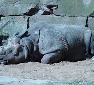 Panzernashorn