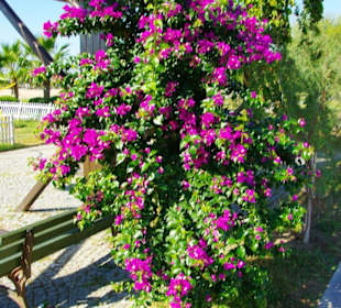 Evrenseki Strandpromenade