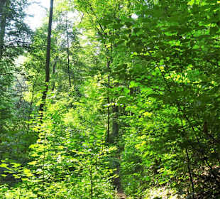 Rundgang durch den Landschaftsgarten Bettenburg
