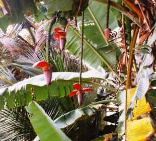 Bananenblüten im Garten unserer Lodge