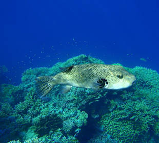 Hausriff Hotel Tulip Resort