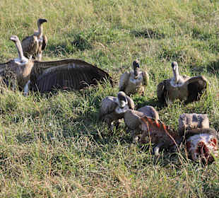 Geier verwerten Reste vom Büffel
