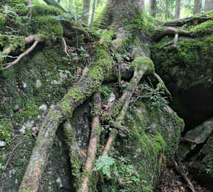 Märchenwald bei Ruhpolding