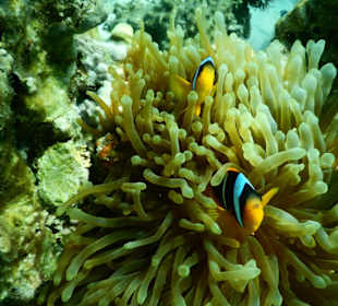 Anemonenfische