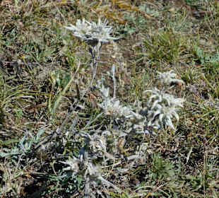 Edelweiss Gorkhi Terelj Nationalpark