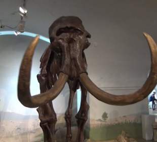 Ausstellung Eis Safari