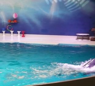 Dolphinarium