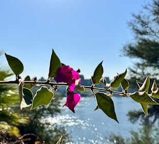 Foto von der Blumeninsel bei Assuan