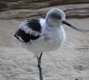 Monterey Bay Aquarium 
