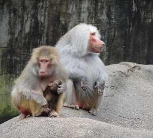 Paviane im Außengehege