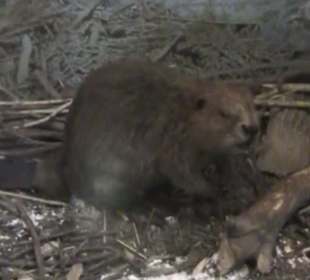 Naturhistorisches Museum