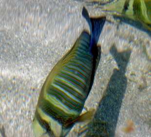 Schnorcheln El Quseir