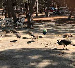Plaka Forrest (Pfauenwald)