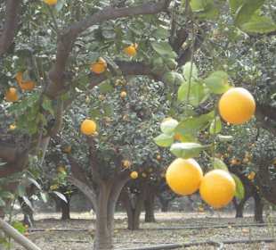 Orngenplantage