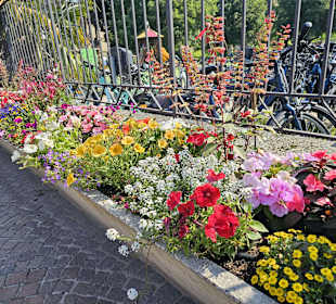 Altstadt Lazise