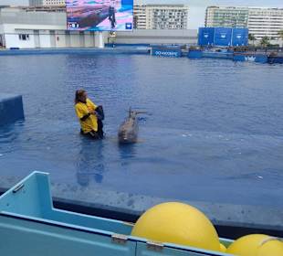 Aquarium / Oceanongrafic