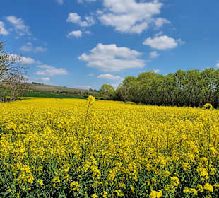 Wandern Ingelheim am Rhein