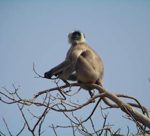 Affe auf Aussichtspunkt