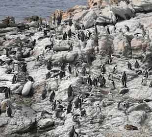 Pinguine, Pinguine, Pinguine...