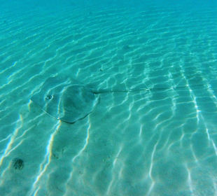 Leopard - Stechrochen