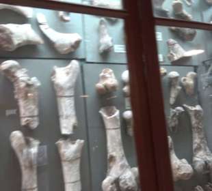 Ghar Dalam Cave & Museum
