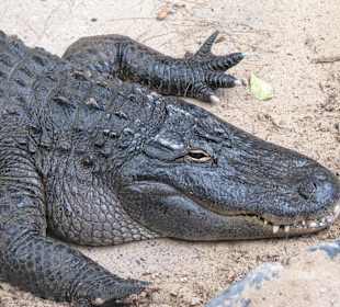 Mississippi-Alligator